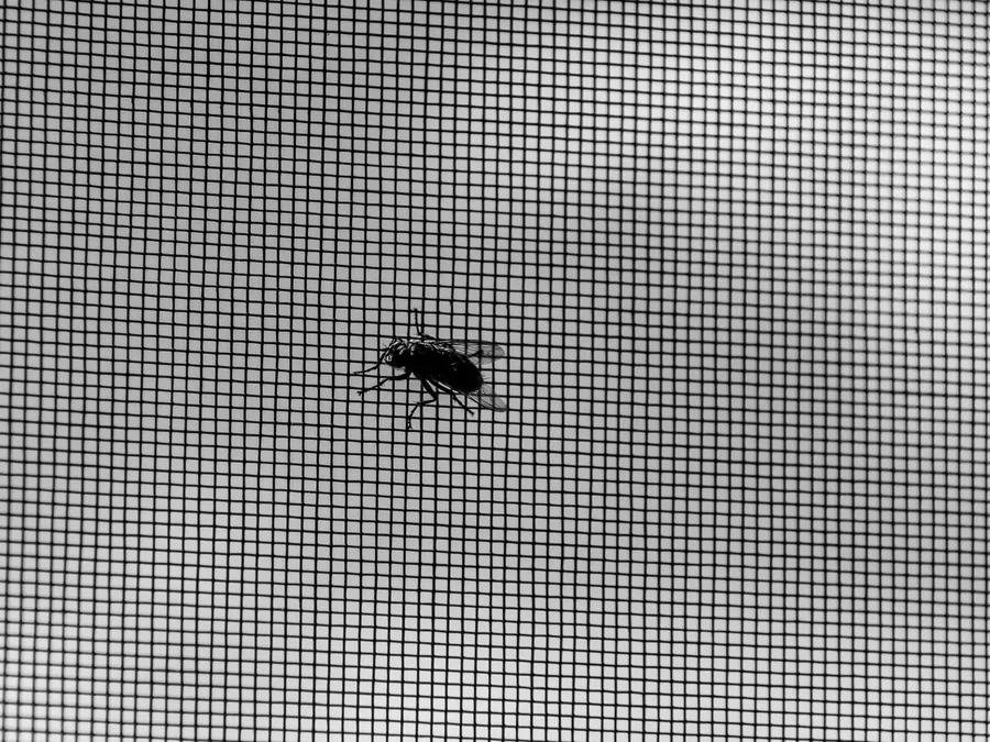 Insektenschutz